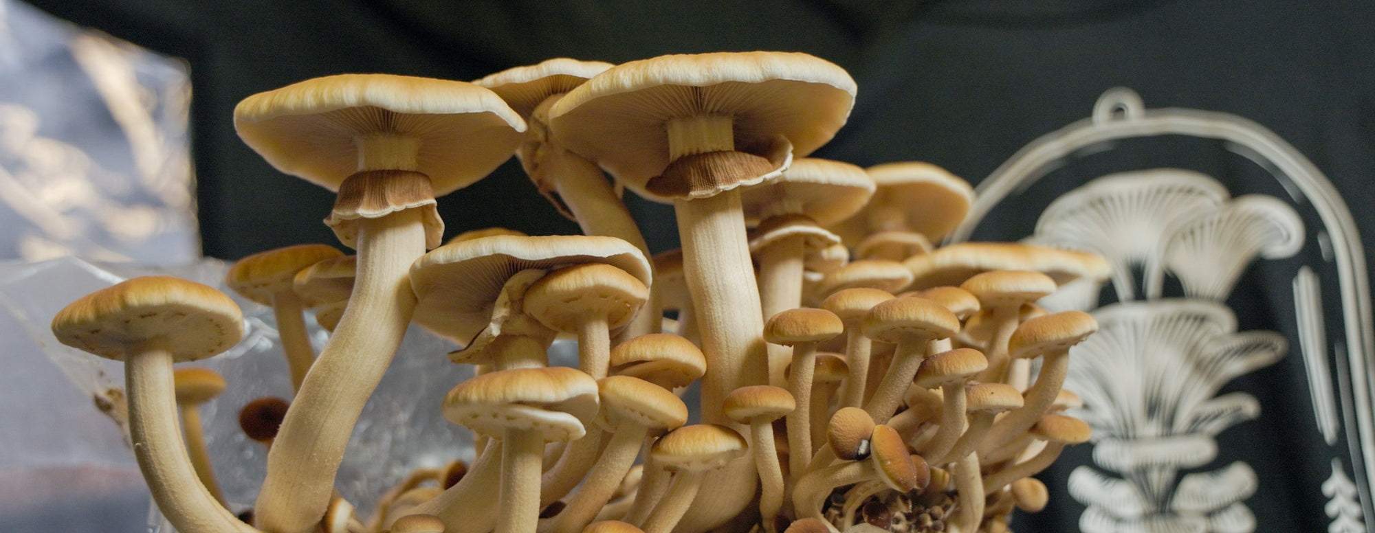 Meet the Faces at Enchanted Farms Mushrooms