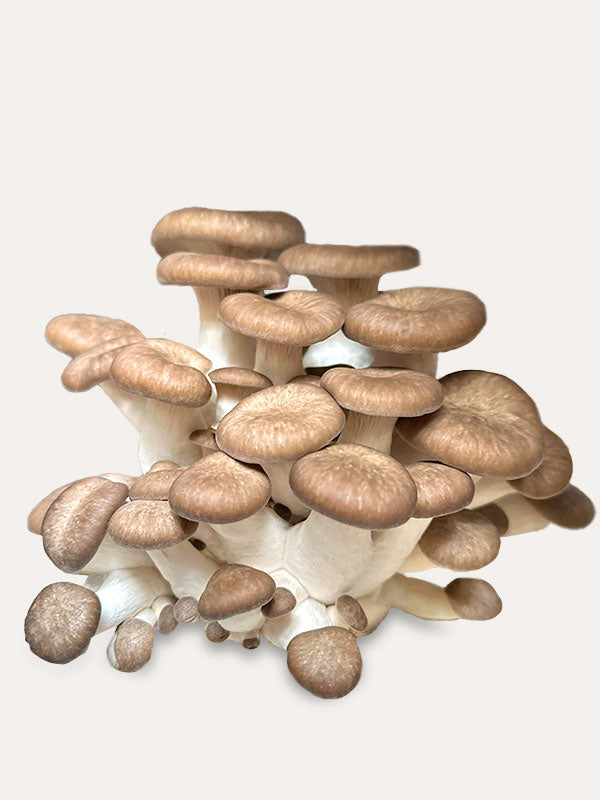 Fresh Black Pearl Mushrooms – Enchanted Farms Mushrooms