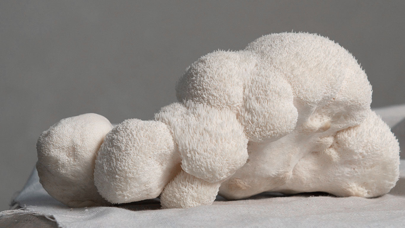 The Legendary Lion’s Mane