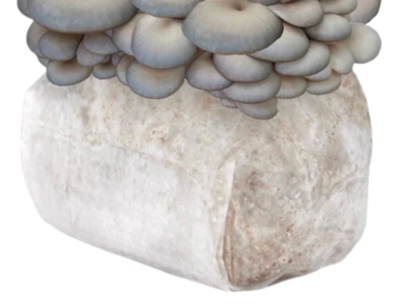 Mushroom Grow Supplies and Kits