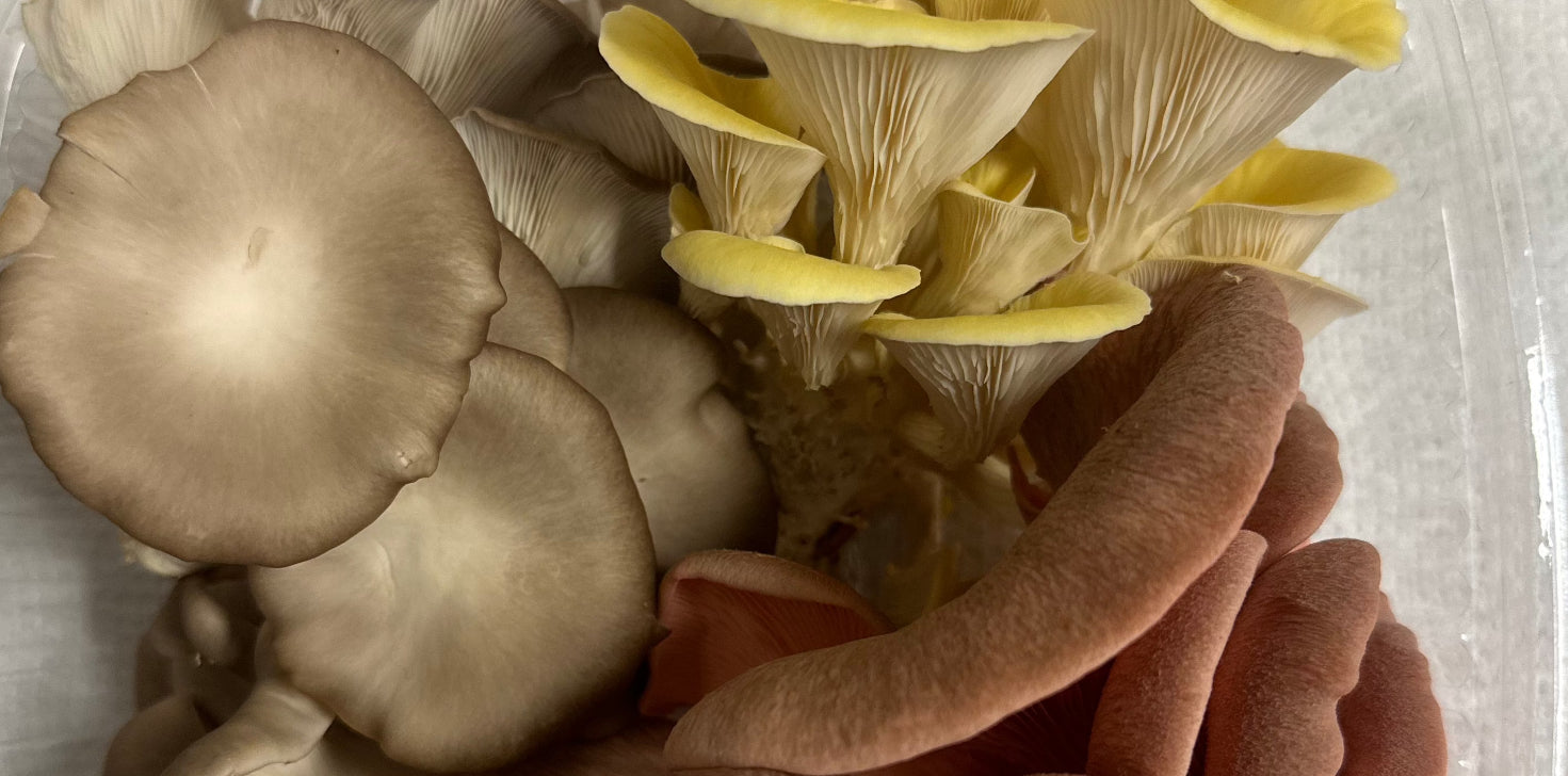Fresh Gourmet Mushrooms