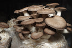 Fresh Black Pearl Mushrooms