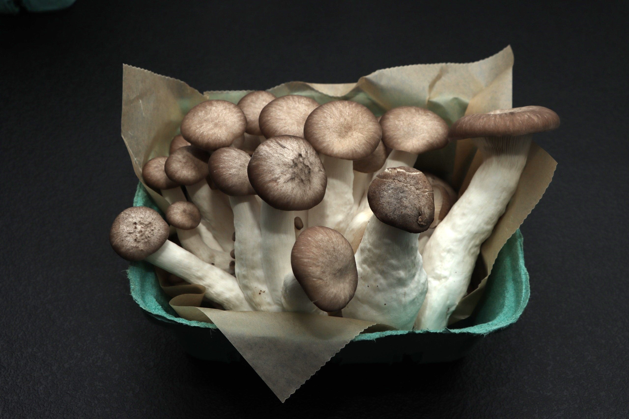Fresh Black Pearl Mushrooms – Enchanted Farms Mushrooms