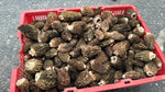 PRE-ORDER Fresh Morels - Wild Foraged
