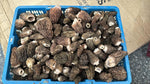 PRE-ORDER Fresh Morels - Wild Foraged