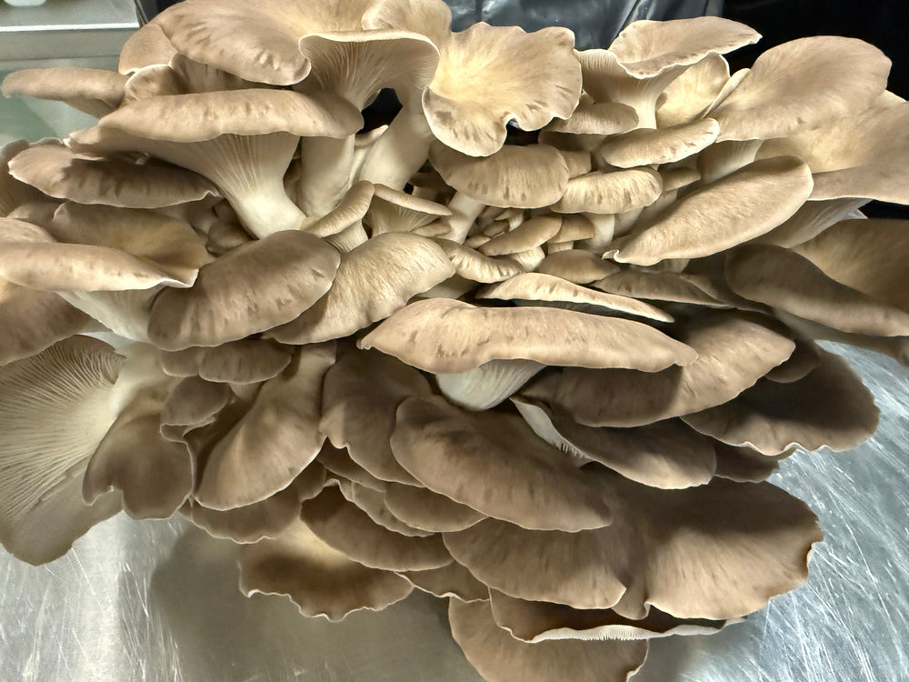 Fresh Italian Oyster Mushrooms