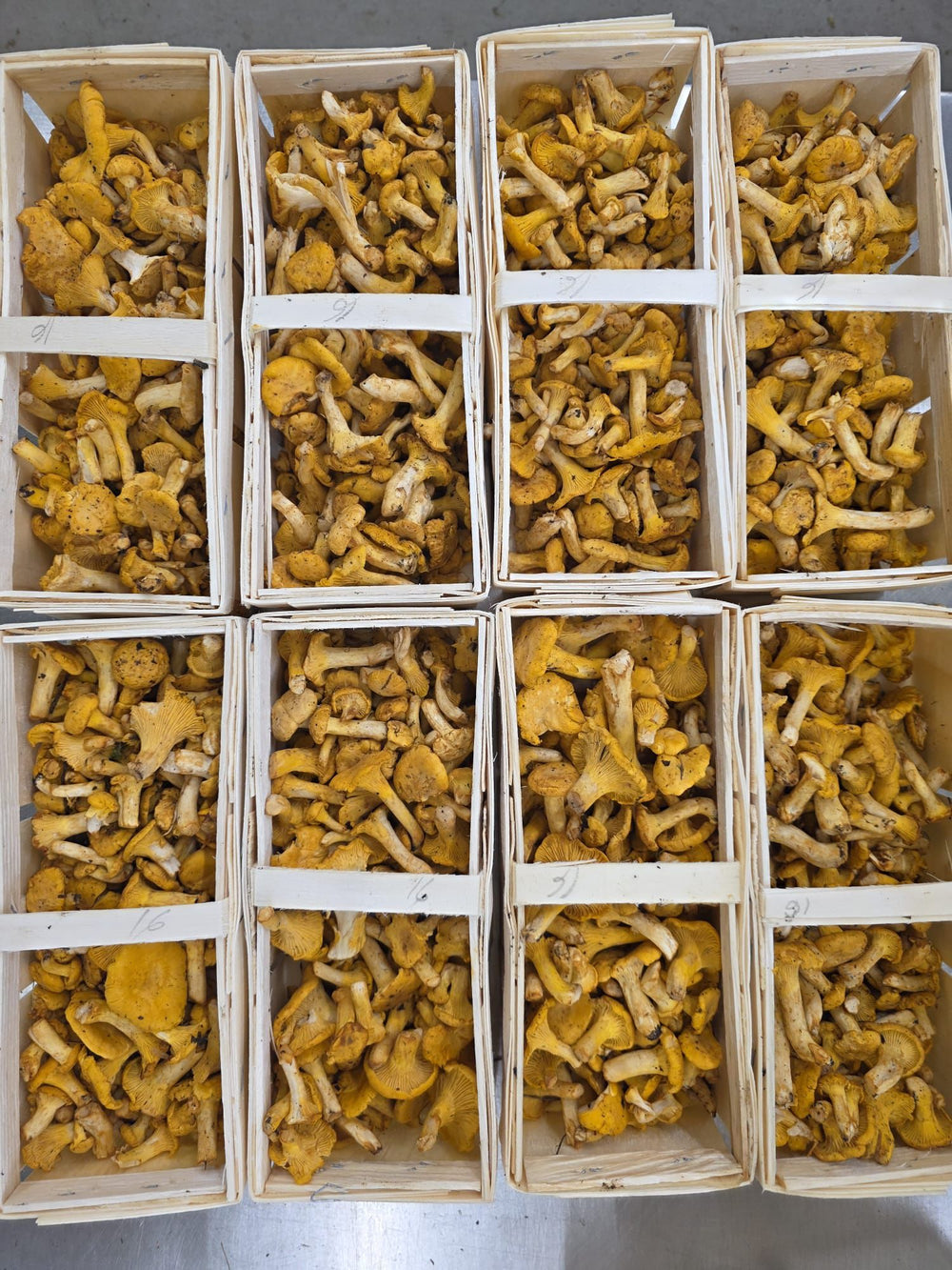 Chanterelles