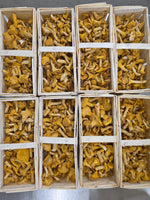 PRE-ORDER Golden Chanterelles - Wild Foraged