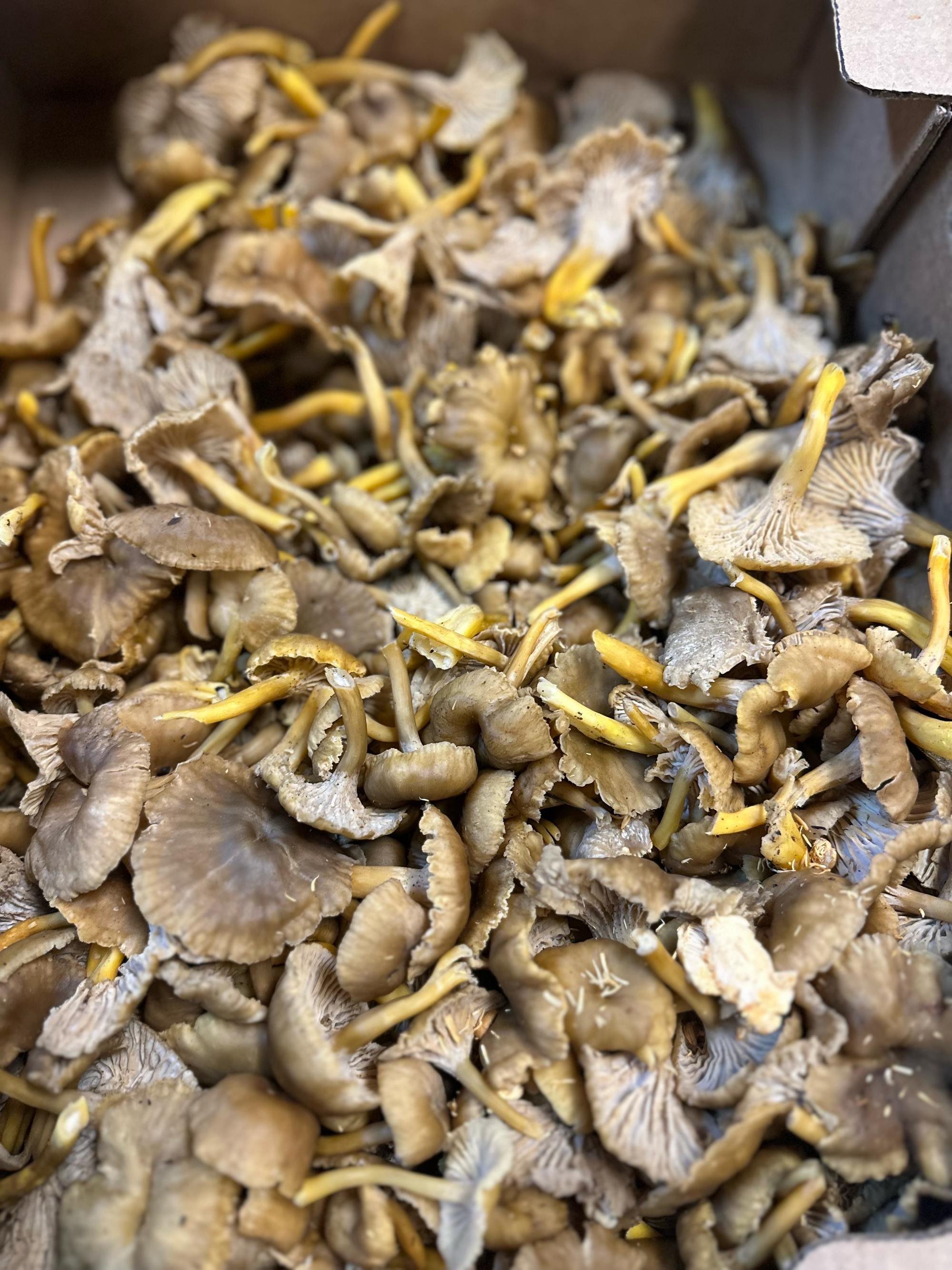 Yellowfoot Mushrooms Foraged