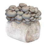 Exotic Mushroom Grow Blocks