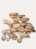 Fresh Black Pearl Mushrooms