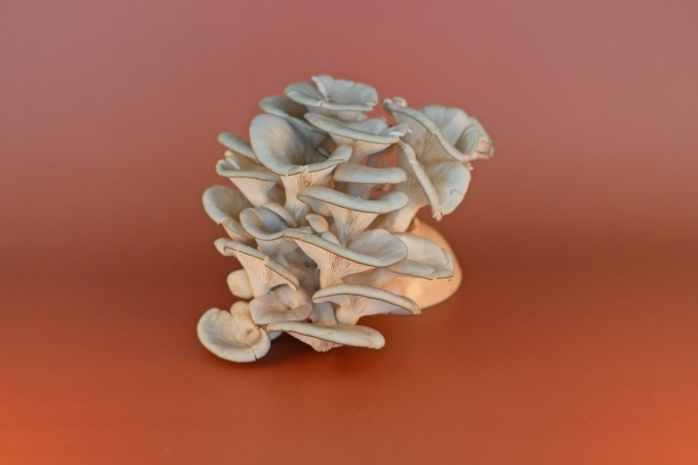 Fresh Blue Oyster Mushrooms
