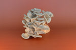 Fresh Blue Oyster Mushrooms