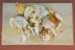 Dried- Oyster Medley