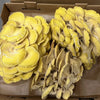 Fresh Golden Oyster Mushrooms