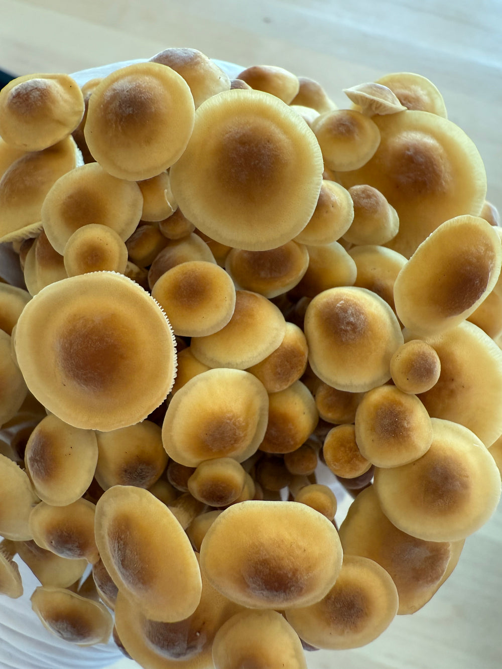 Fresh Golden Enoki Mushrooms
