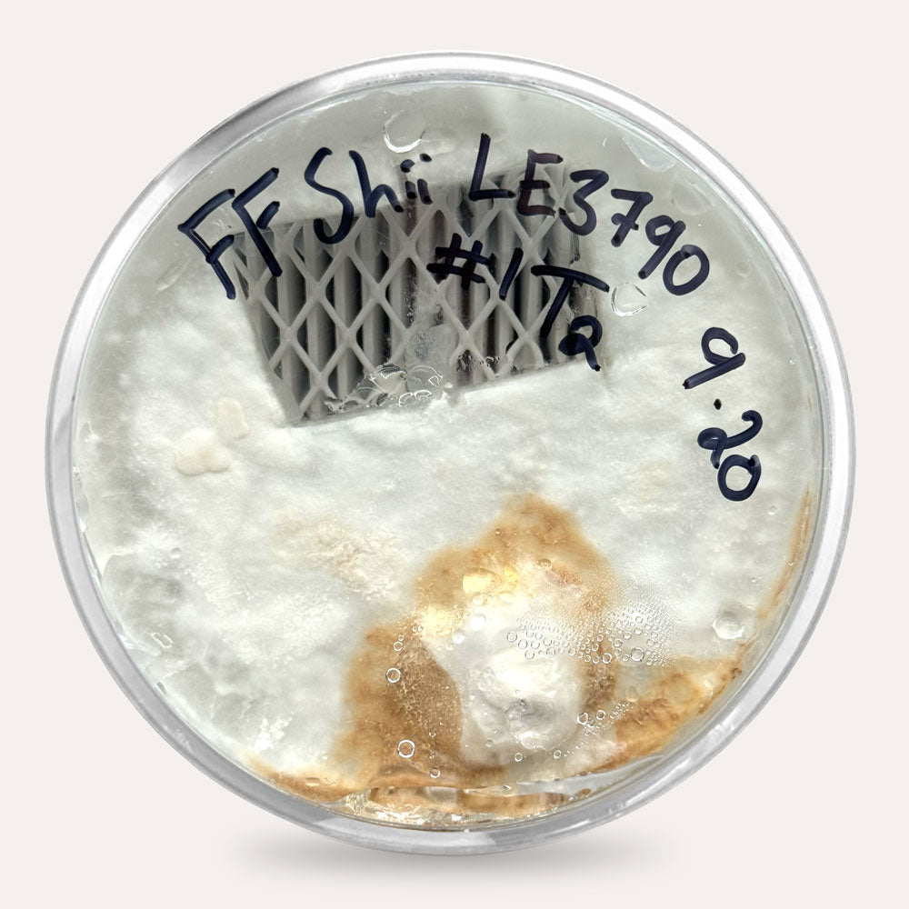 Mushroom Plate Cultures