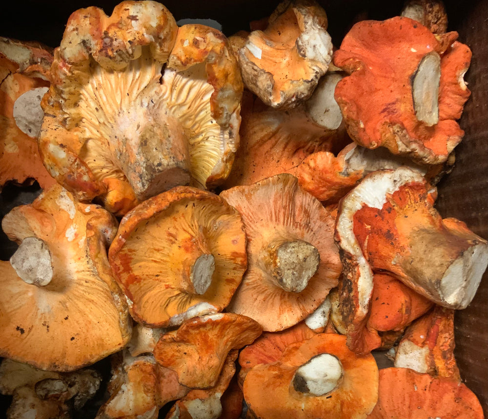 Lobster Mushrooms