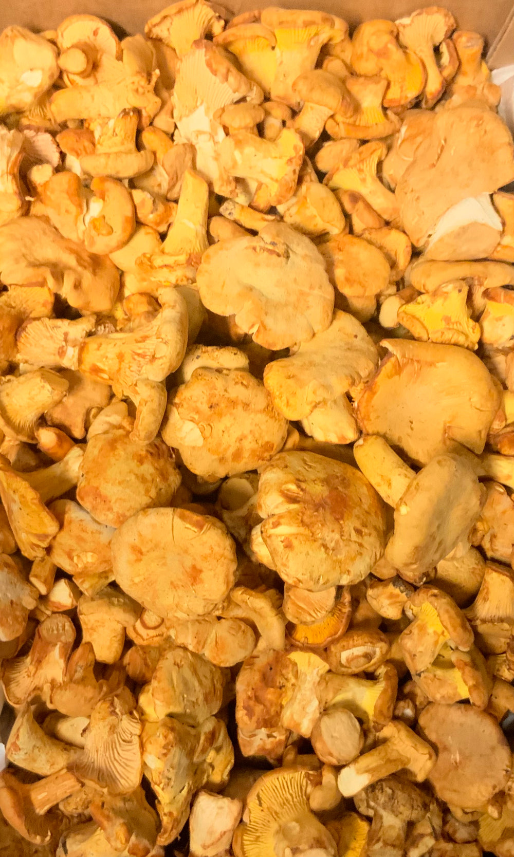 Chanterelles