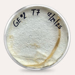 Mushroom Plate Cultures