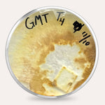 Mushroom Plate Cultures