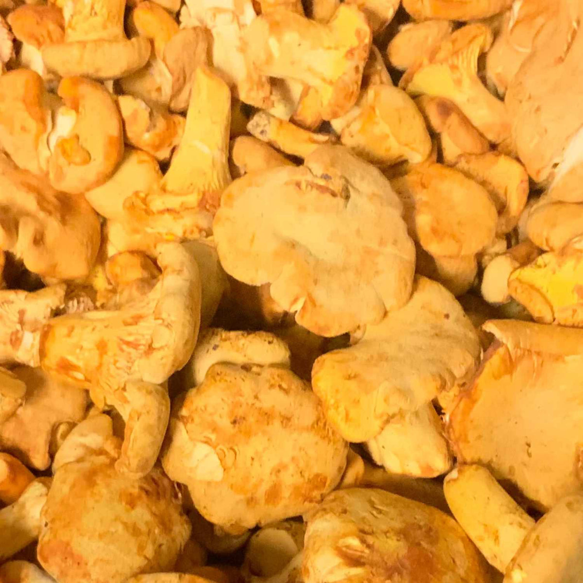 Golden Chanterelles - Wild Foraged