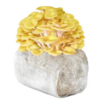Exotic Mushroom Grow Blocks