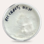 Mushroom Plate Cultures