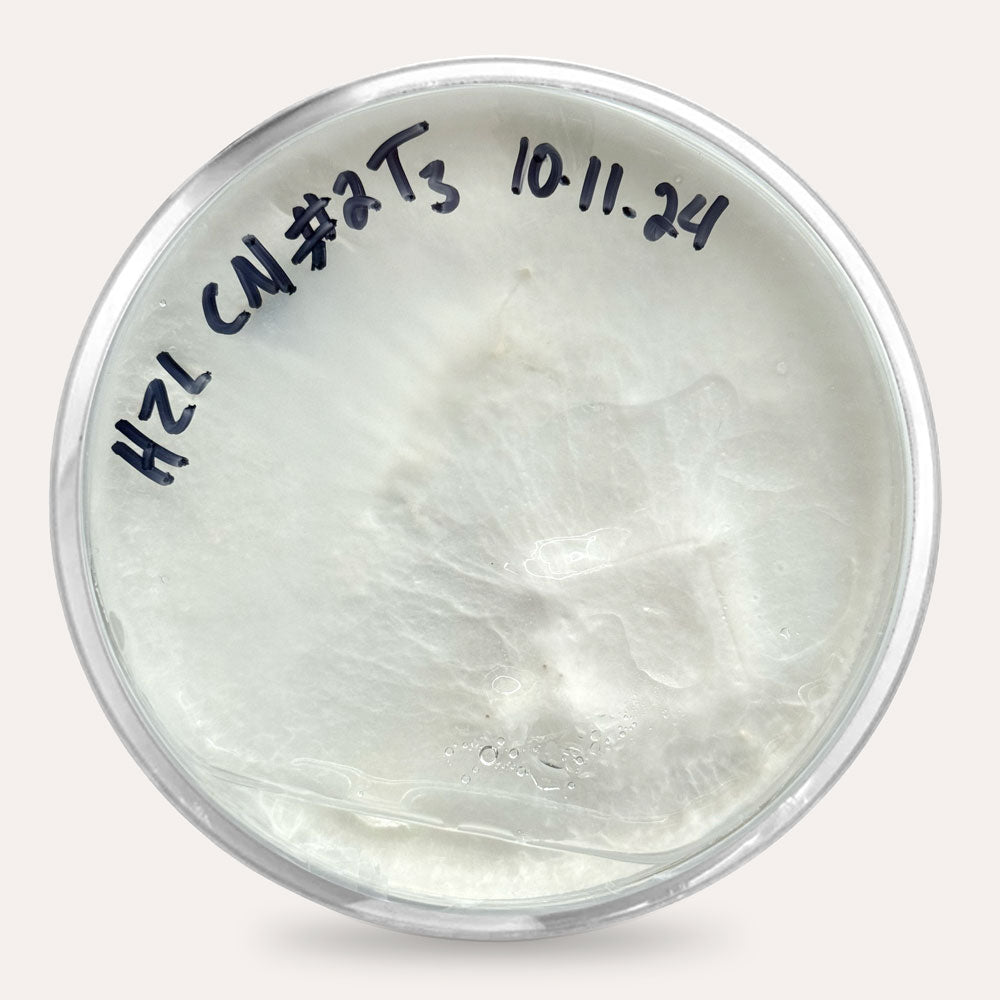 Mushroom Plate Cultures