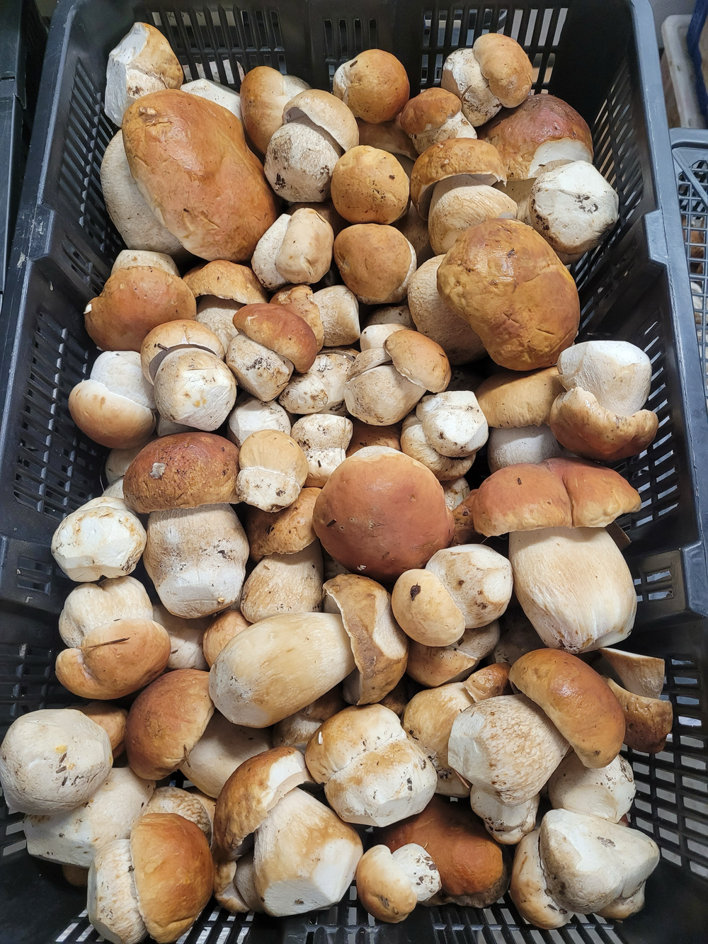 Porcini Mushrooms