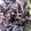 Black Trumpets (Wild Foraged)