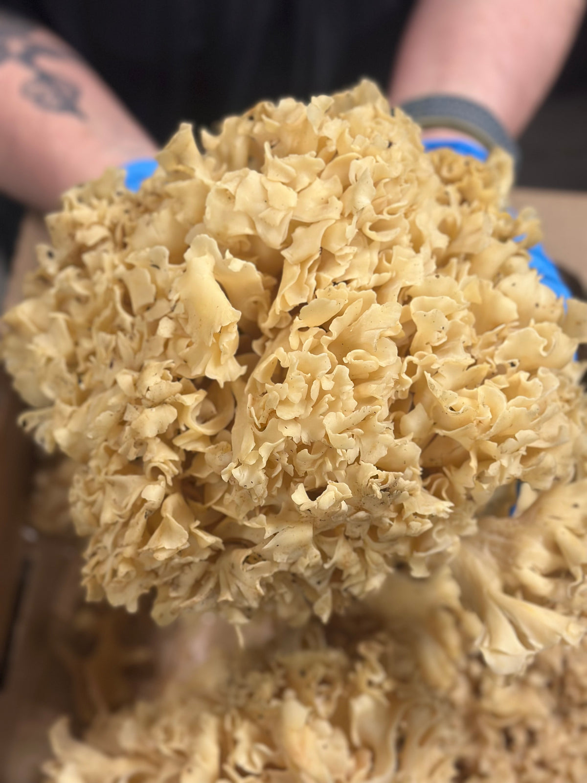 Cauliflower Mushrooms - Wild Foraged
