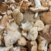 Sweet Tooth // Hedgehog Mushrooms Foraged