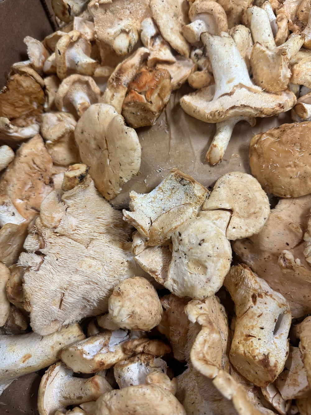 Sweet Tooth // Hedgehog Mushrooms Foraged