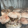 Fresh Shiitake Mushrooms