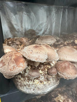 Fresh Shiitake Mushrooms