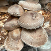 Fresh Shiitake Mushrooms