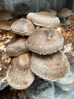 Fresh Shiitake Mushrooms
