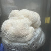 Fresh Lion's Mane Mushroom