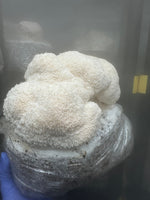 Fresh Lion's Mane Mushroom
