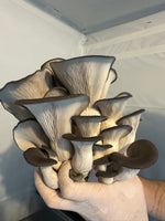 Fresh Blue Oyster Mushrooms