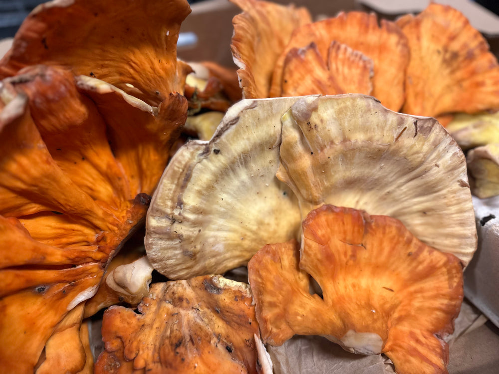Foraged Mix- Chicken of the Woods, Lobsters, Chanterelles