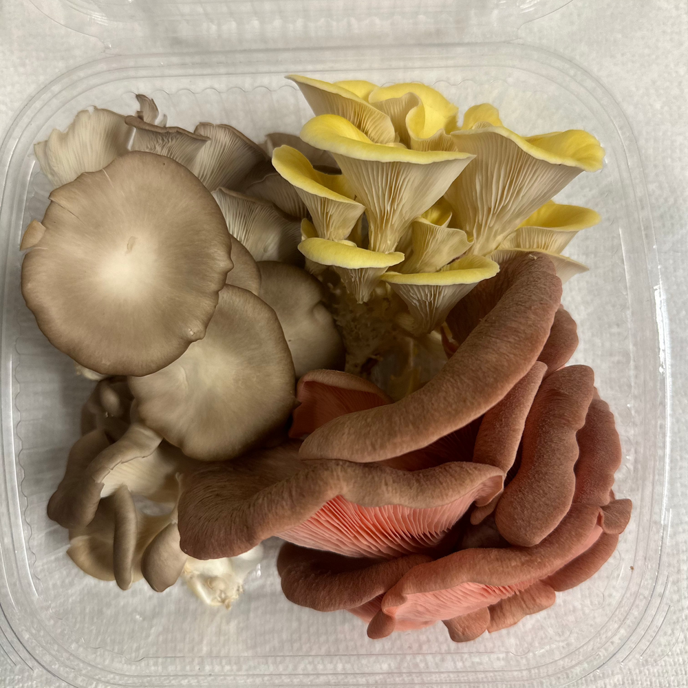 Fresh Oyster Mushroom Medley