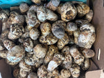 Matsutake Mushrooms - Wild Foraged