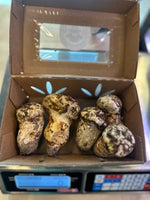 Matsutake Mushrooms - Wild Foraged