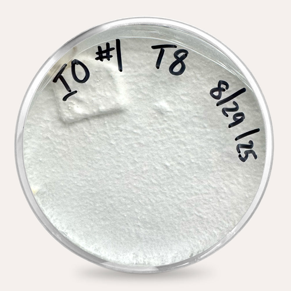 Mushroom Plate Cultures