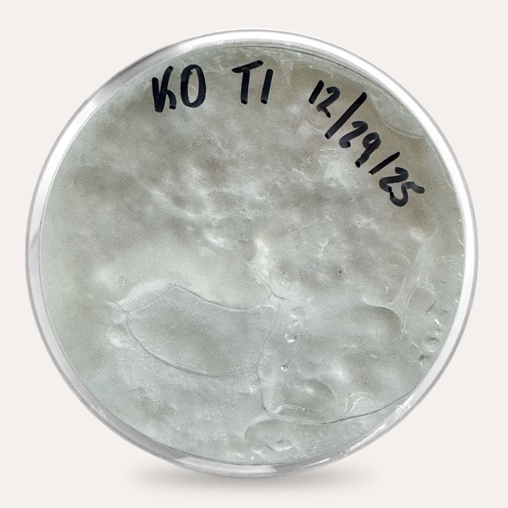Mushroom Plate Cultures