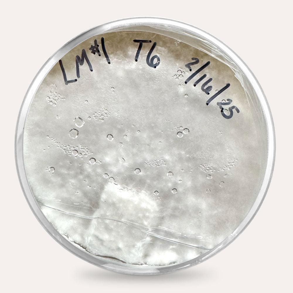 Mushroom Plate Cultures
