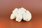 Fresh Lion's Mane Mushroom