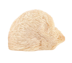 Fresh Lion's Mane Mushroom